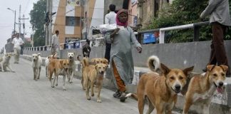 Delhi Police to use stray dogs to form security squad