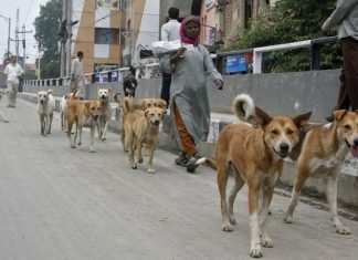 Delhi Police to use stray dogs to form security squad