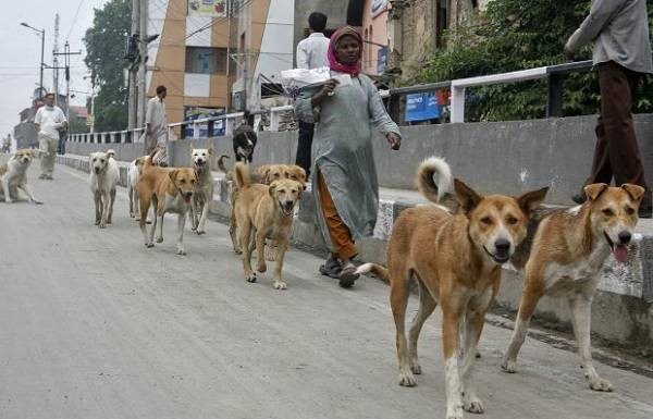 Delhi Police to use stray dogs to form security squad