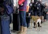 TSA turns to canines for bomb sniffing
