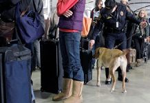 TSA turns to canines for bomb sniffing