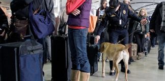 TSA turns to canines for bomb sniffing