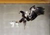 Dutch police train eagles to snatch unwanted drones out of the sky
