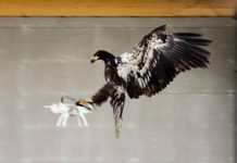 Dutch police train eagles to snatch unwanted drones out of the sky