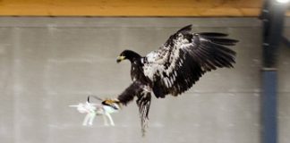 Dutch police train eagles to snatch unwanted drones out of the sky