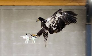 Dutch police train eagles to snatch unwanted drones out of the sky