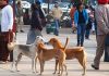 Stray dogs are terror threat to Delhi airport, says DIAL