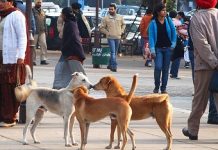 Stray dogs are terror threat to Delhi airport, says DIAL