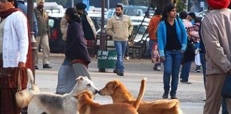 Stray dogs are terror threat to Delhi airport, says DIAL