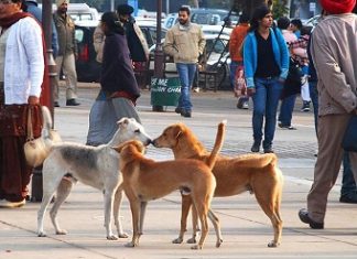 Stray dogs are terror threat to Delhi airport, says DIAL