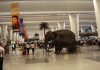 Natural potted plants banned at Indian airports, fakes to be substituted