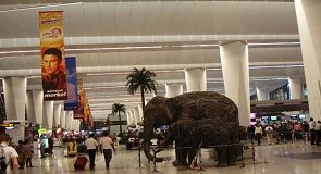 Natural potted plants banned at Indian airports, fakes to be substituted