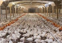 CCTV to be compulsory in all abattoirs in England to protect animals