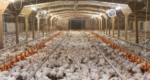 CCTV to be compulsory in all abattoirs in England to protect animals