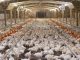 CCTV to be compulsory in all abattoirs in England to protect animals