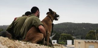 India acquires elite Israeli ‘Sniffer and Attack’ dogs to bolster PM’s security