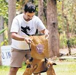 Dogs from breed that helped nab Osama to join Karnataka Police