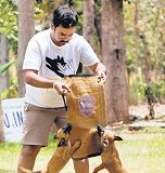 Dogs from breed that helped nab Osama to join Karnataka Police