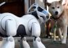 Robotic dogs to replace sniffer dogs at Indian airports