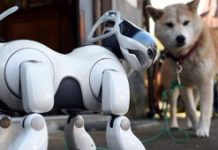 Robotic dogs to replace sniffer dogs at Indian airports