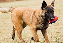 Madhya Pradesh Police induct same dog breed used in op to kill Bin Laden