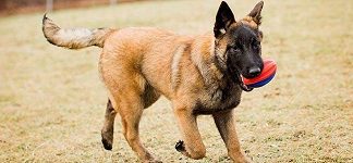 Madhya Pradesh Police induct same dog breed used in op to kill Bin Laden