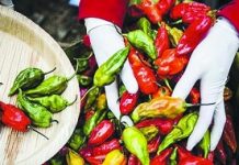 Bhot jolokia chilli-based grenades now in Assam police armoury