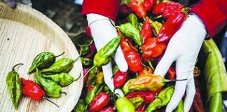 Bhot jolokia chilli-based grenades now in Assam police armoury