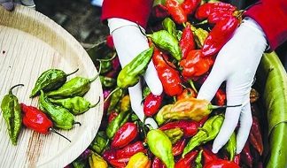 Bhot jolokia chilli-based grenades now in Assam police armoury