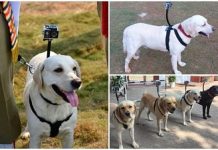 Sniffer dogs equipped with cameras at the Visakhapatnam station