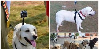 Sniffer dogs equipped with cameras at the Visakhapatnam station