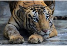 Animals at coronavirus risk: Indian zoos put on high alert, to be under 24X7 monitoring