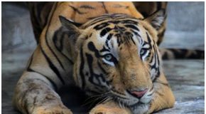 Animals at coronavirus risk: Indian zoos put on high alert, to be under 24X7 monitoring