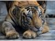 Animals at coronavirus risk: Indian zoos put on high alert, to be under 24X7 monitoring