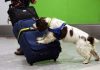 Sri Lanka to deploy trained canines in strengthening airport security