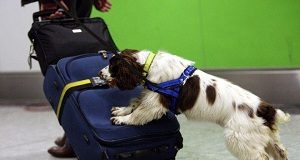 Sri Lanka to deploy trained canines in strengthening airport security