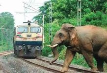 Rlys introduces AI-based surveillance in elephant corridors to avert mishaps