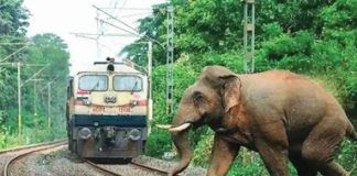 Rlys introduces AI-based surveillance in elephant corridors to avert mishaps