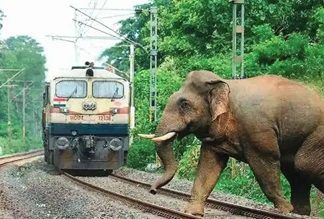 Rlys introduces AI-based surveillance in elephant corridors to avert mishaps