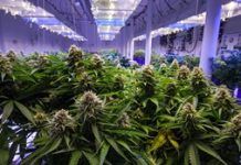 ASIS announces ANSI-approved cannabis security standard