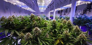 ASIS announces ANSI-approved cannabis security standard