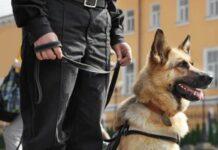 Auburn city schools adds K9 security to reduce school shooting risks