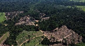 Brazil sees Amazon rainforest international security hub launch this year