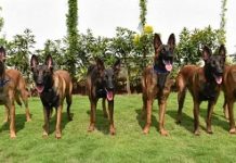 CISF adds more bite to its security set up in Bengaluru airport