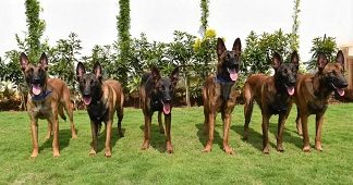 CISF adds more bite to its security set up in Bengaluru airport