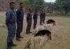 DRDO to develop training aids for security forces’ dogs