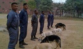 DRDO to develop training aids for security forces’ dogs