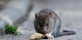 DRDO’s scientists make ‘rat cyborgs’ for security forces’ intelligence surveillance