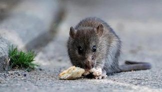 DRDO’s scientists make ‘rat cyborgs’ for security forces’ intelligence surveillance