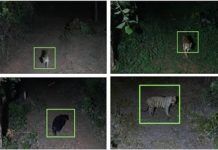 Gujarat’s AI plan to protect wildlife from man-animal conflicts